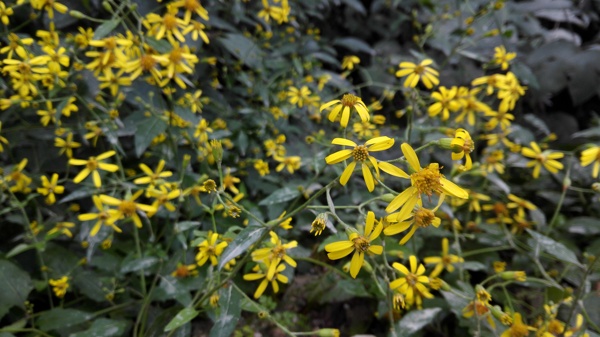 小黃花