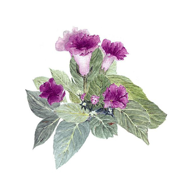 位圖植物寫意花卉花朵牽?；赓M(fèi)素材