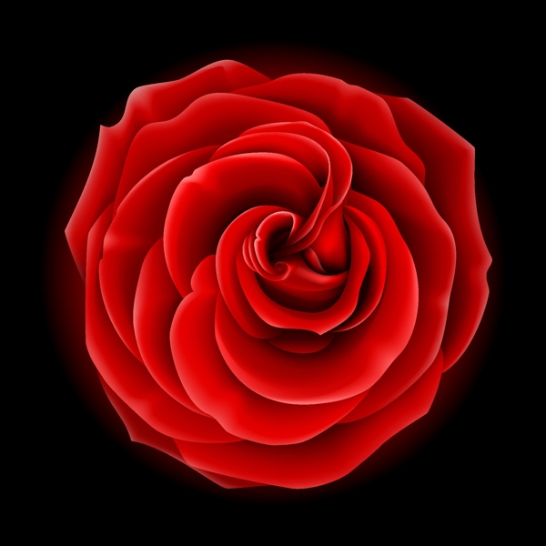 玫瑰花矢量