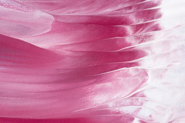 粉红色油画背景油彩背景素材图图片