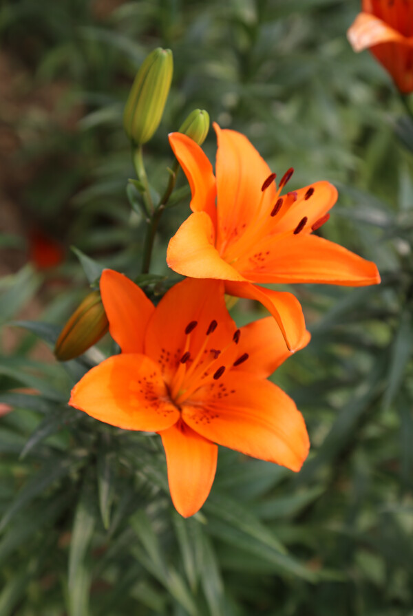 百合花圖片