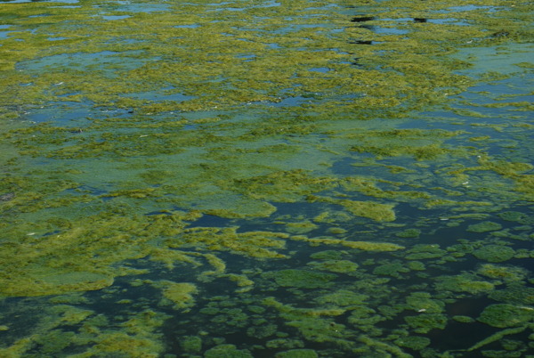 绿色藻类沼泽