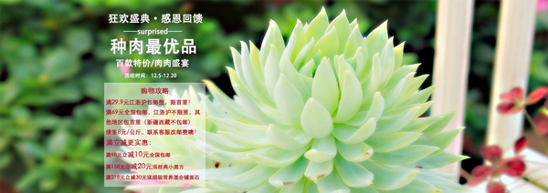 多肉