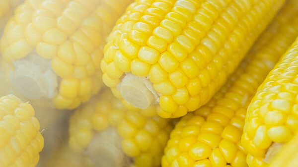 玉米五谷杂粮