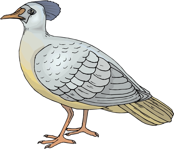 各種鳥類鳥動(dòng)物矢量素材EPS格式0157