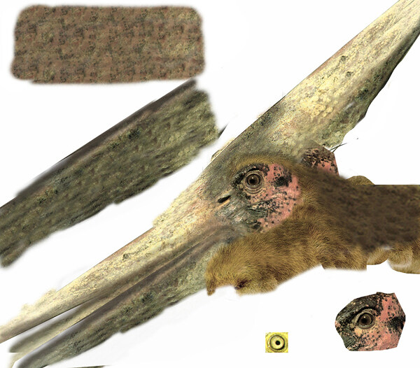 动物模型无齿翼龙恐龙的3dax模型