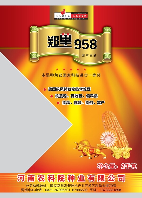 鄭單玉米種圖片