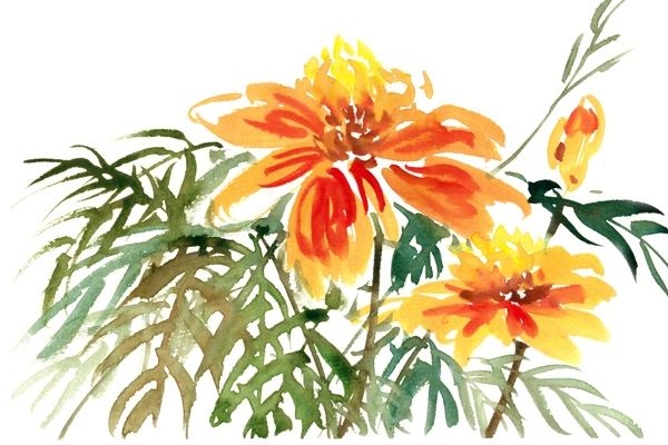黄色的花卉水彩画PNG免抠素材