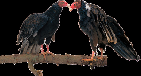 鸟类动物秃鹫透明png图片