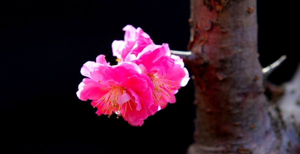 梅花圖片