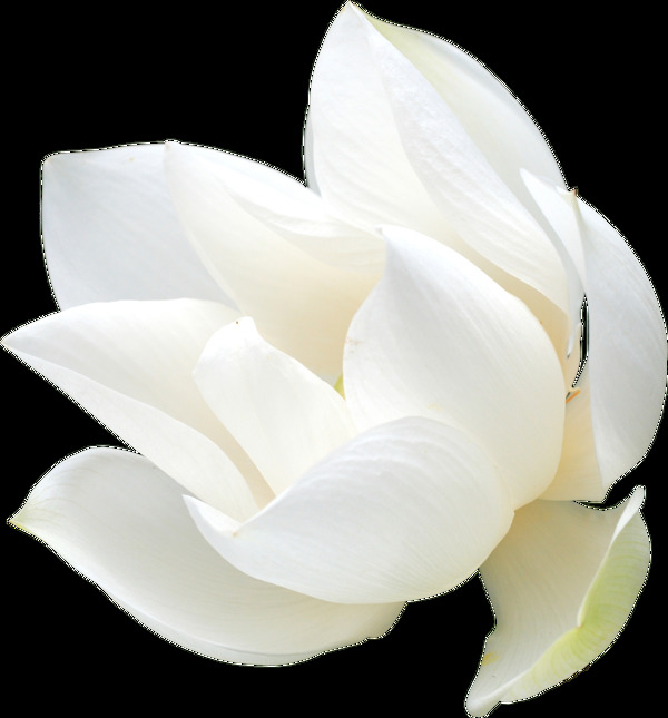 小清新白色花朵元素