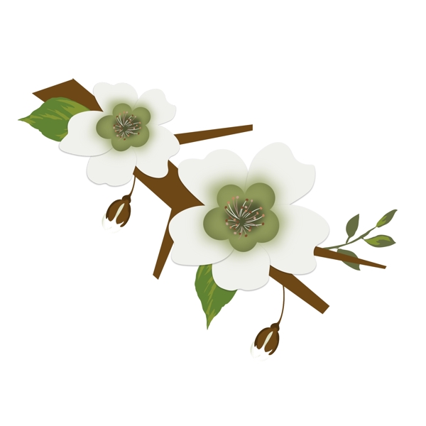 梨花白色花朵花枝花卉手绘简约风9