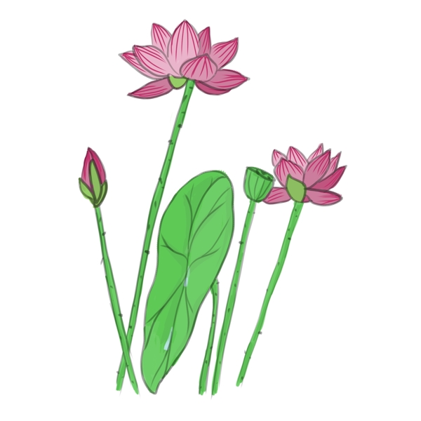 手繪中國風(fēng)荷花PNG素材