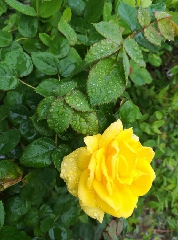 下雨后玫瑰花