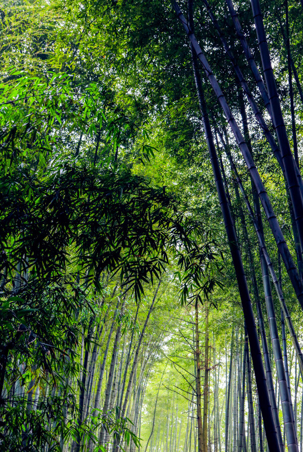 竹海國家森林公園圖片
