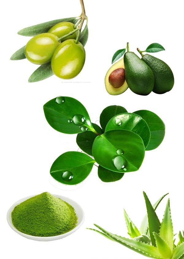 绿色植物素材植物化妆品护肤行业绿色