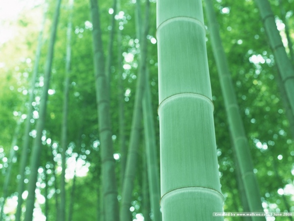 竹圖片