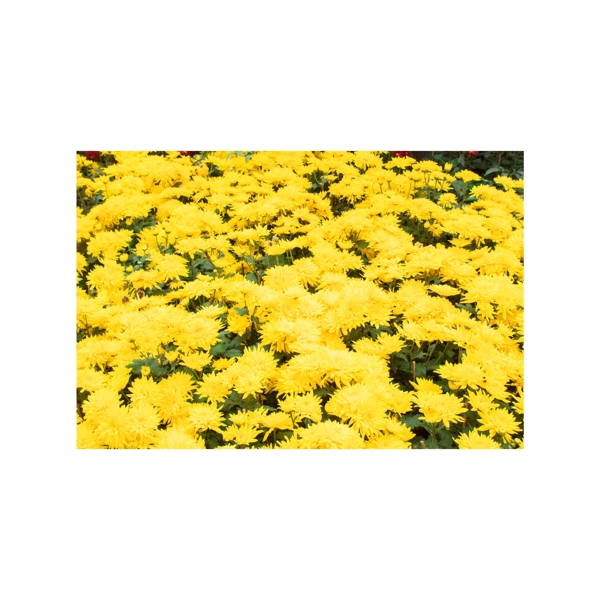 黄色菊花实物拍