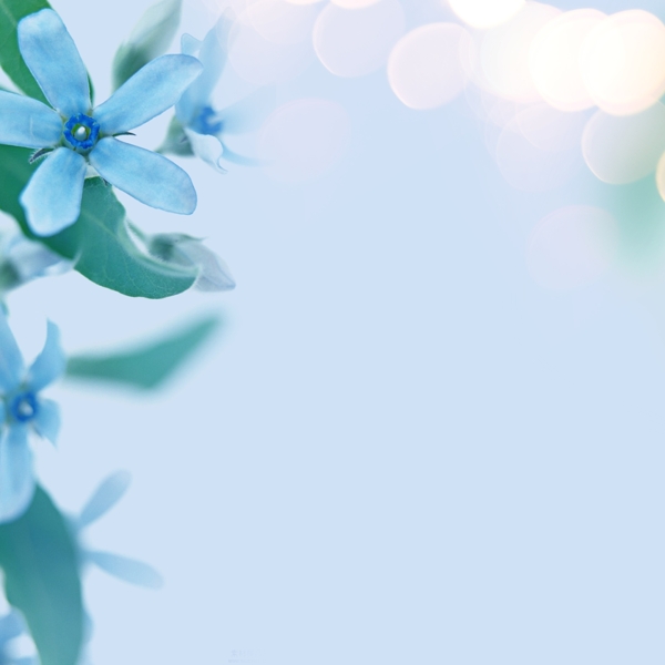 花朵树叶光圈淡蓝色素材