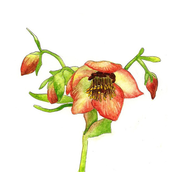 位圖植物寫意花卉花朵野花免費(fèi)素材