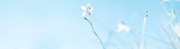 唯美花瓣banner背景