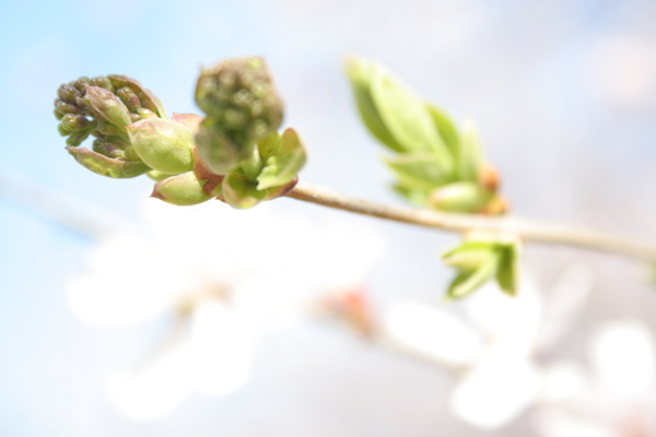 葉似花圖片