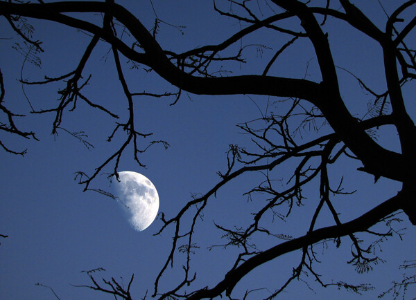 明月枯树孤寂图片