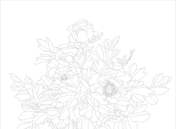 牡丹花圖片