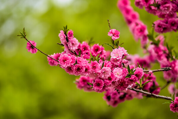 桃花