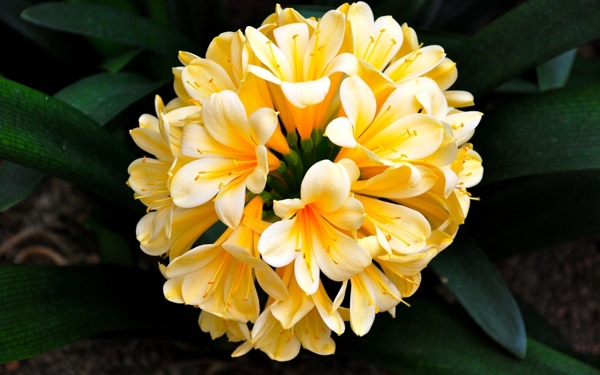 黄色君子兰属石蒜花