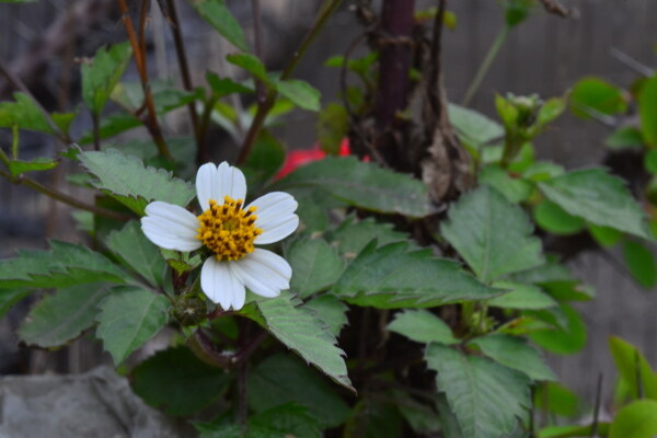 小花圖片