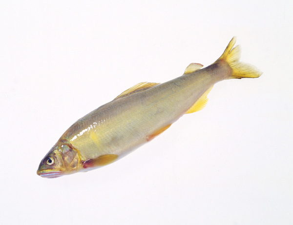 黃魚圖片