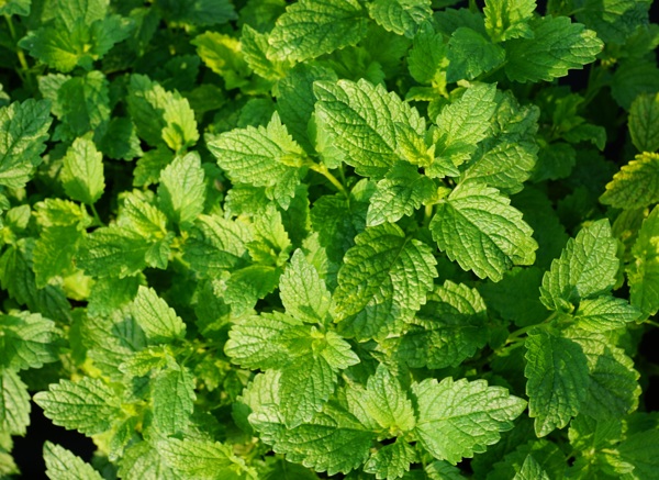 薄荷