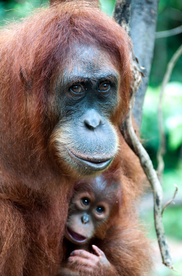 大猩猩母子图片