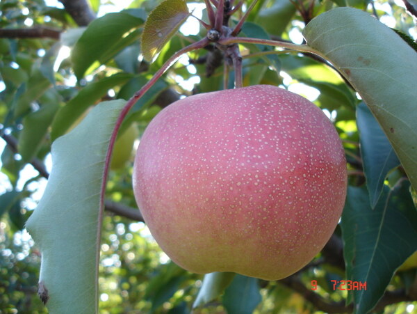 苹果梨成熟期初图片