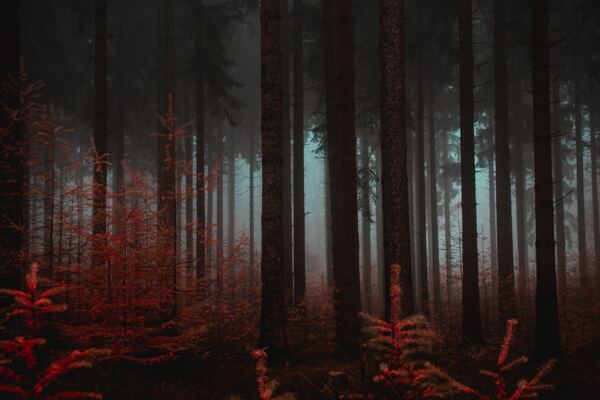 昏暗阴郁的森林深处