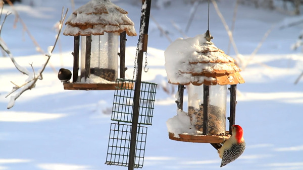 雪地鸟儿觅食动态视频