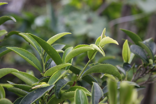 凤凰单枞茶茶树锯朵图片