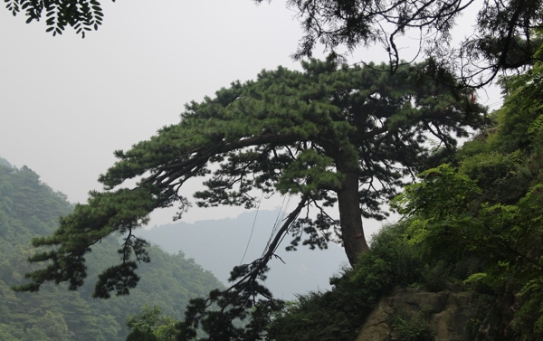 泰山迎客松圖片
