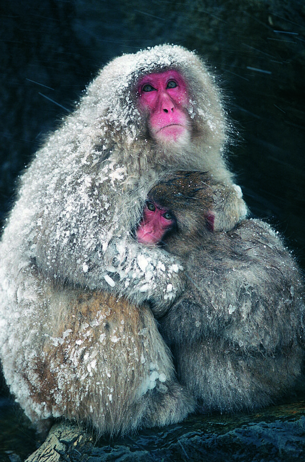 风雪里相互依偎的猴子
