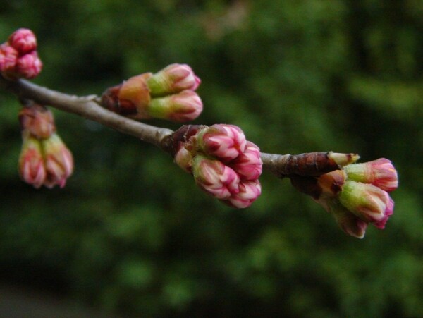 櫻桃花圖片