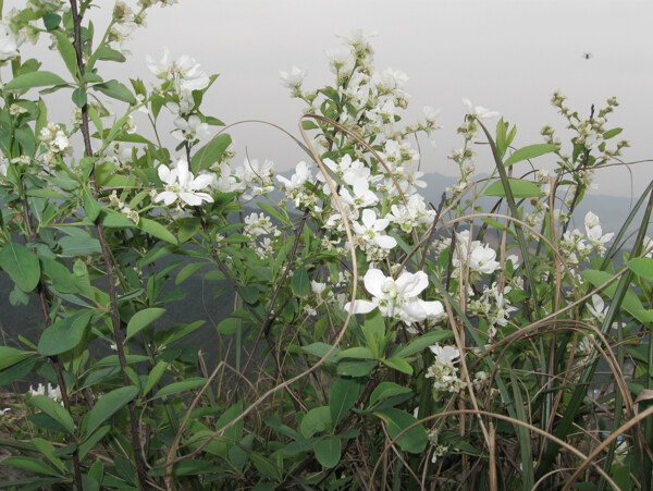 花小白花