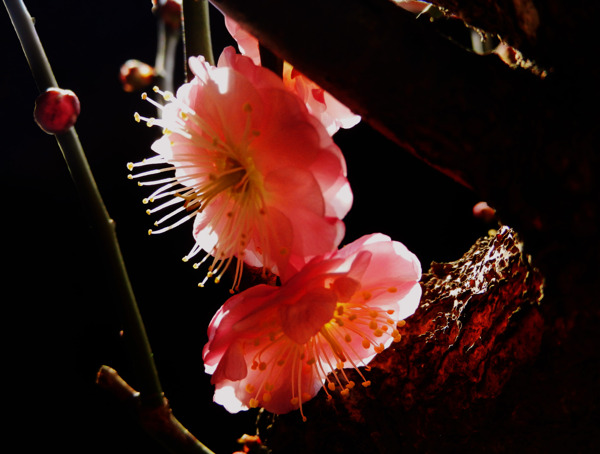 梅花