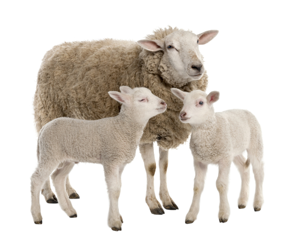 母羊与小羊羔