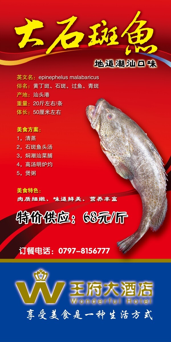 大石斑魚(yú)圖片