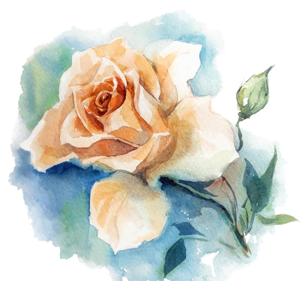 水彩绘时尚白玫瑰花插画