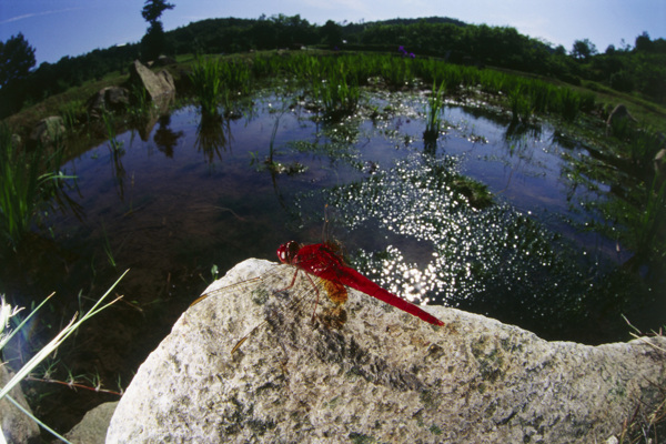 停在石头上的红蜻蜓图片