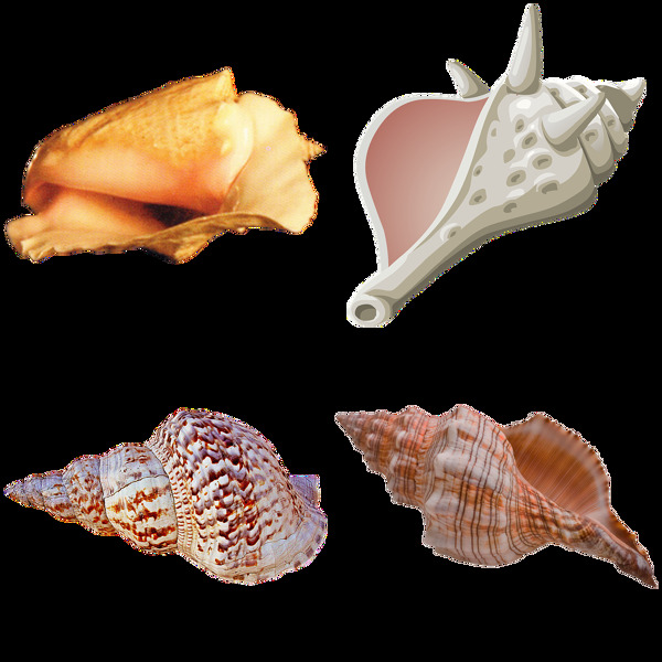 四个海螺壳免抠png透明图层素材