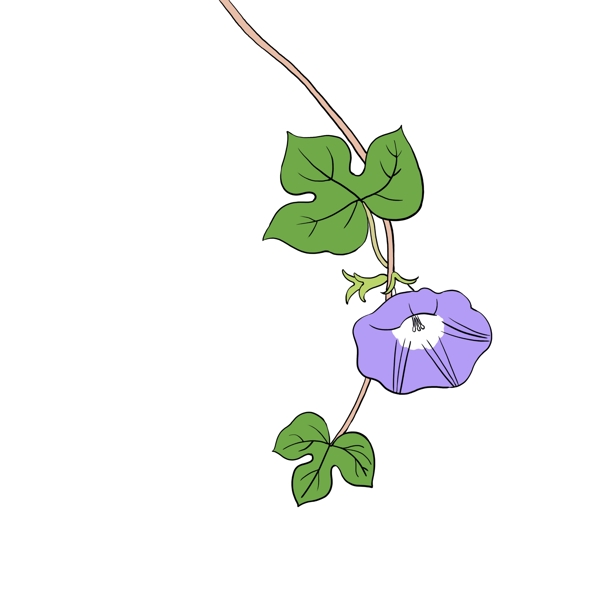 手绘花卉植物紫色牵牛花