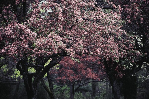 花林圖片